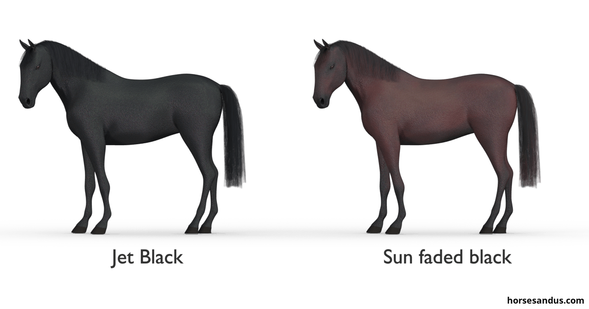 Jet black horse versus Sun faded black horse
