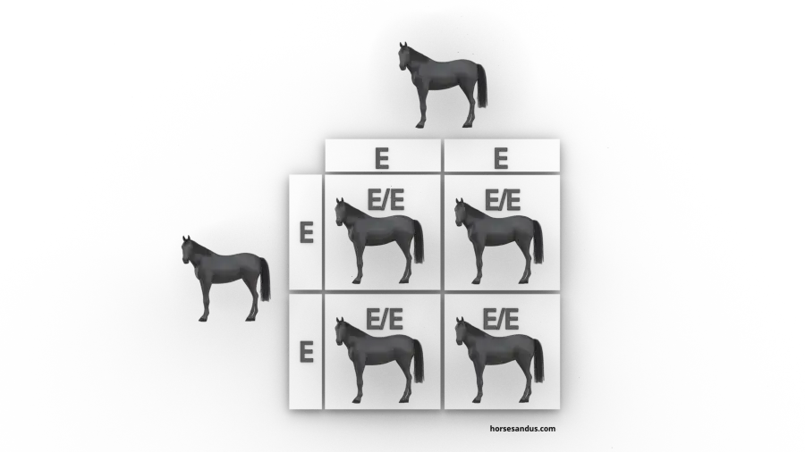 The 3 base horse colours. Black horse genes inheritance