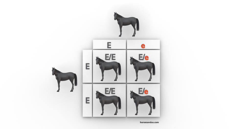 The 3 base horse colours. Black horse genes inheritance