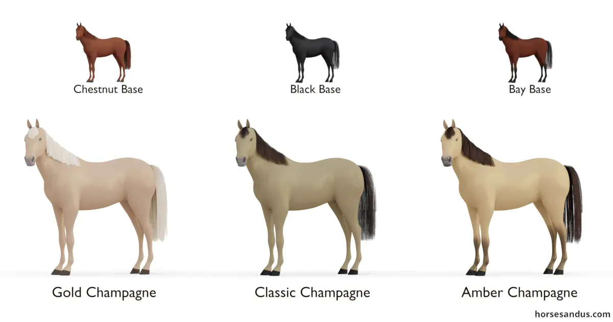 Champagne horse - Gold Champagne, Classic Champagne, Amber Champagne