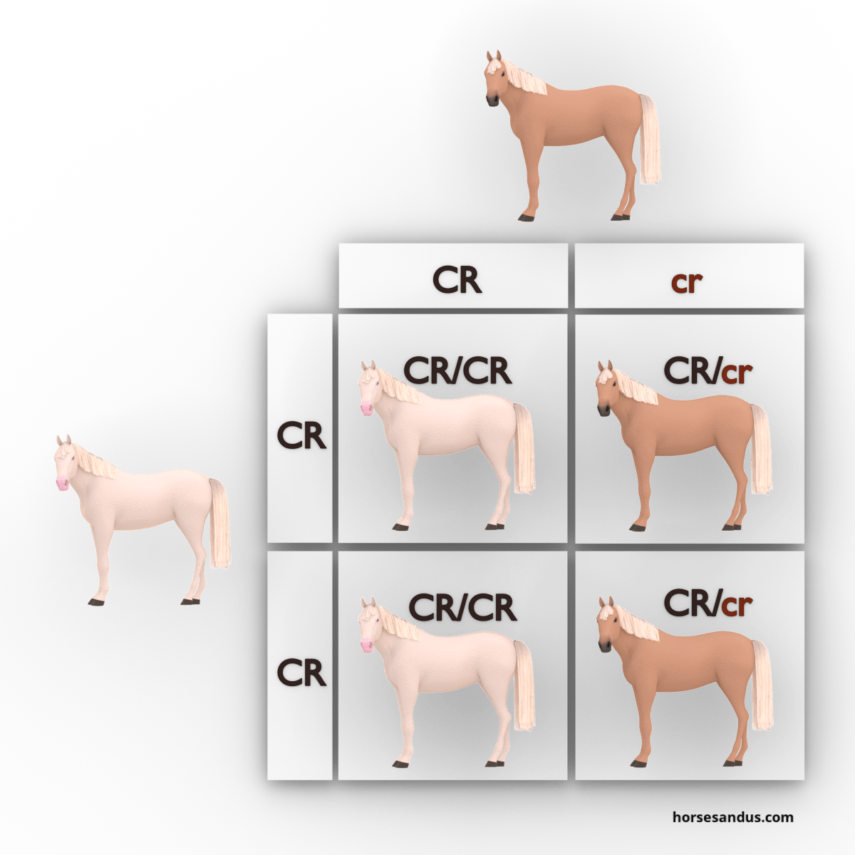equine cream dilution gene - cremello and palomino