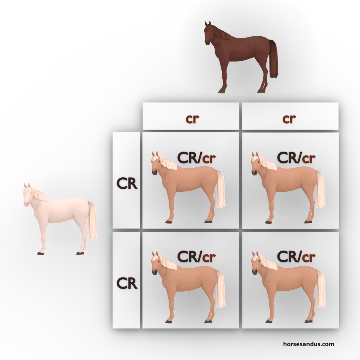 equine cream dilution gene - cremello, chestnut and palomino