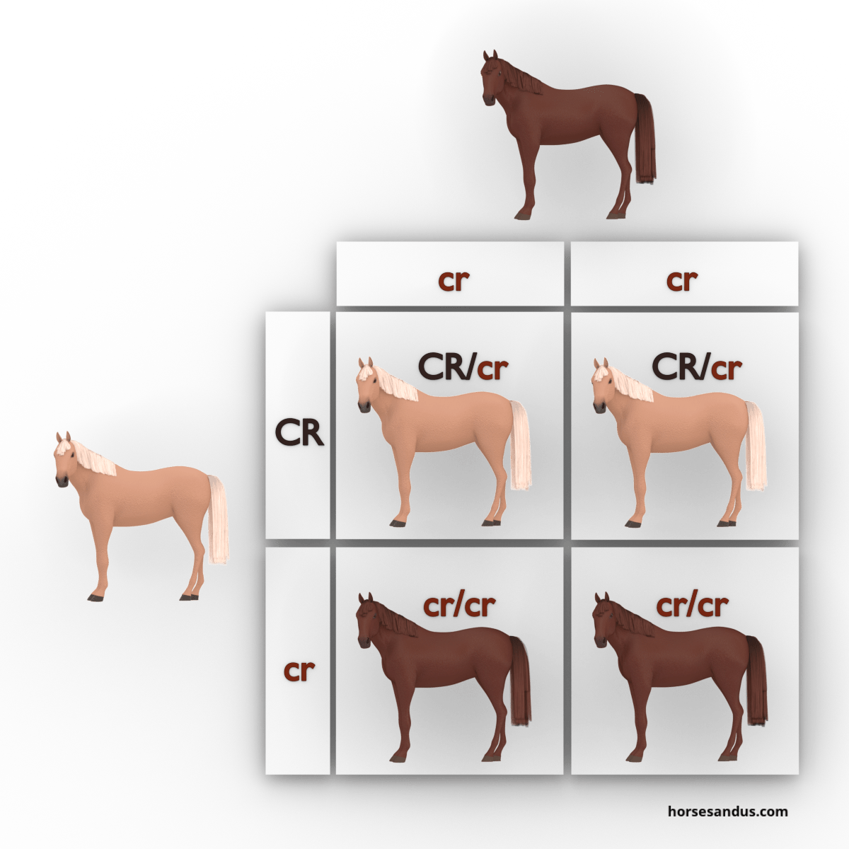 equine cream dilution gene -chestnut and palomino