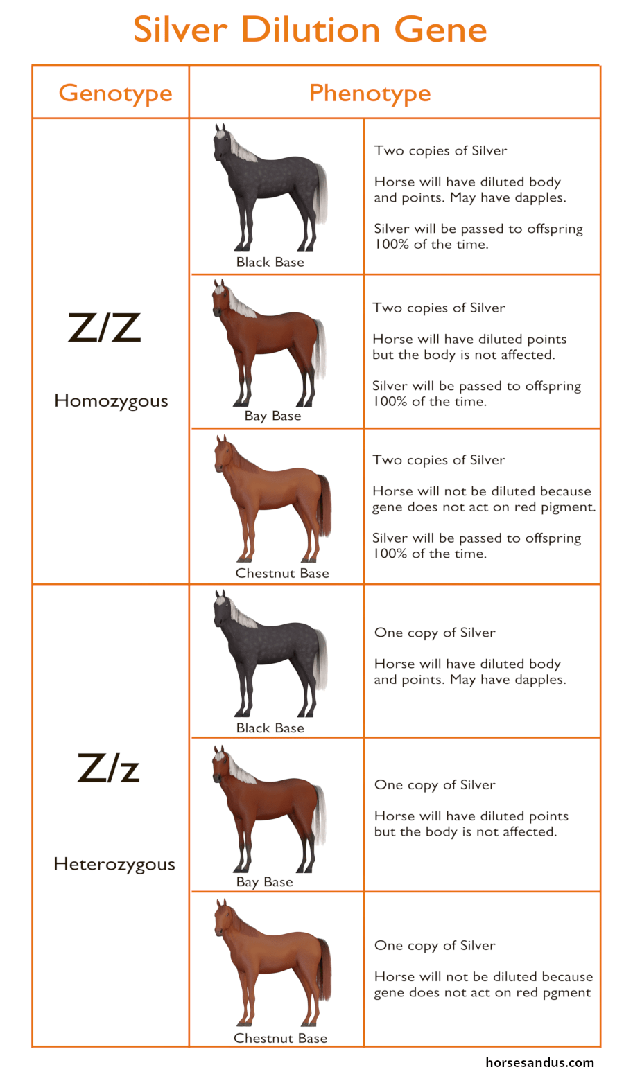 Equine Silver gene genotype versus phenoytype