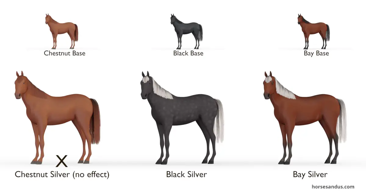 Equine Silver gene- Black Silver and Bay Silver