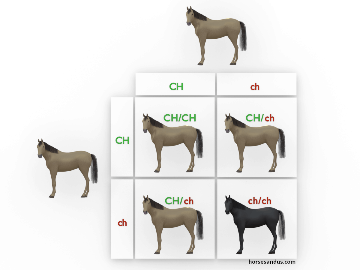 Champagne gene inheritance chart4