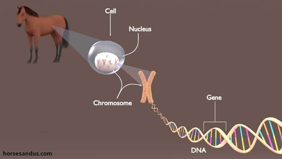 horse color genetics