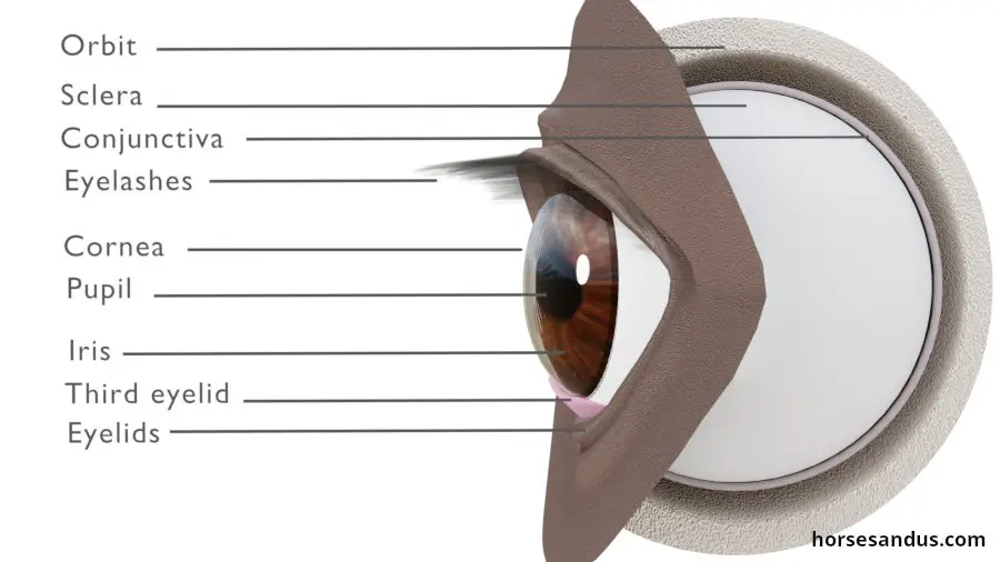 horse eye structures