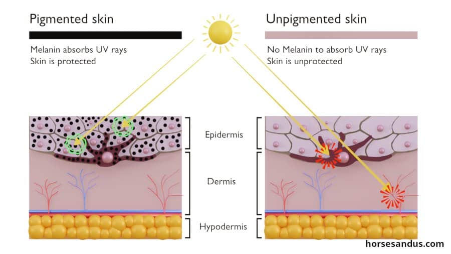 Horse skin with melanin versus unpigmented