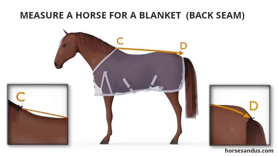 Measure a Horse Blanket - Back Seam