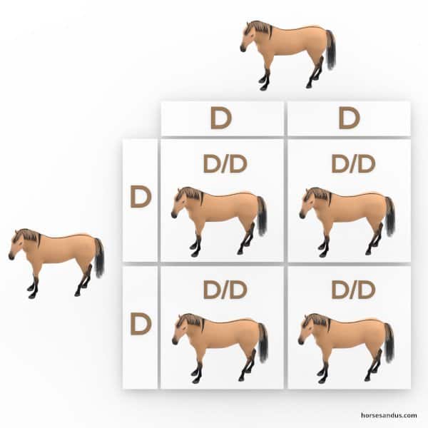 Horse dun gene sq1