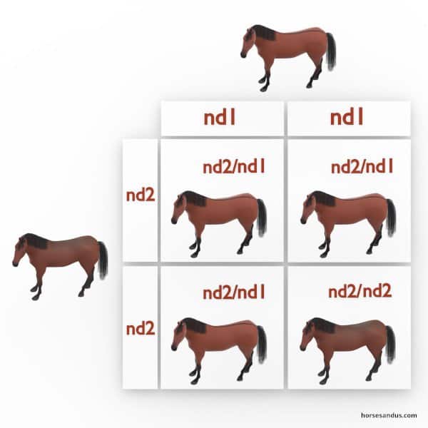 Horse dun gene sq5