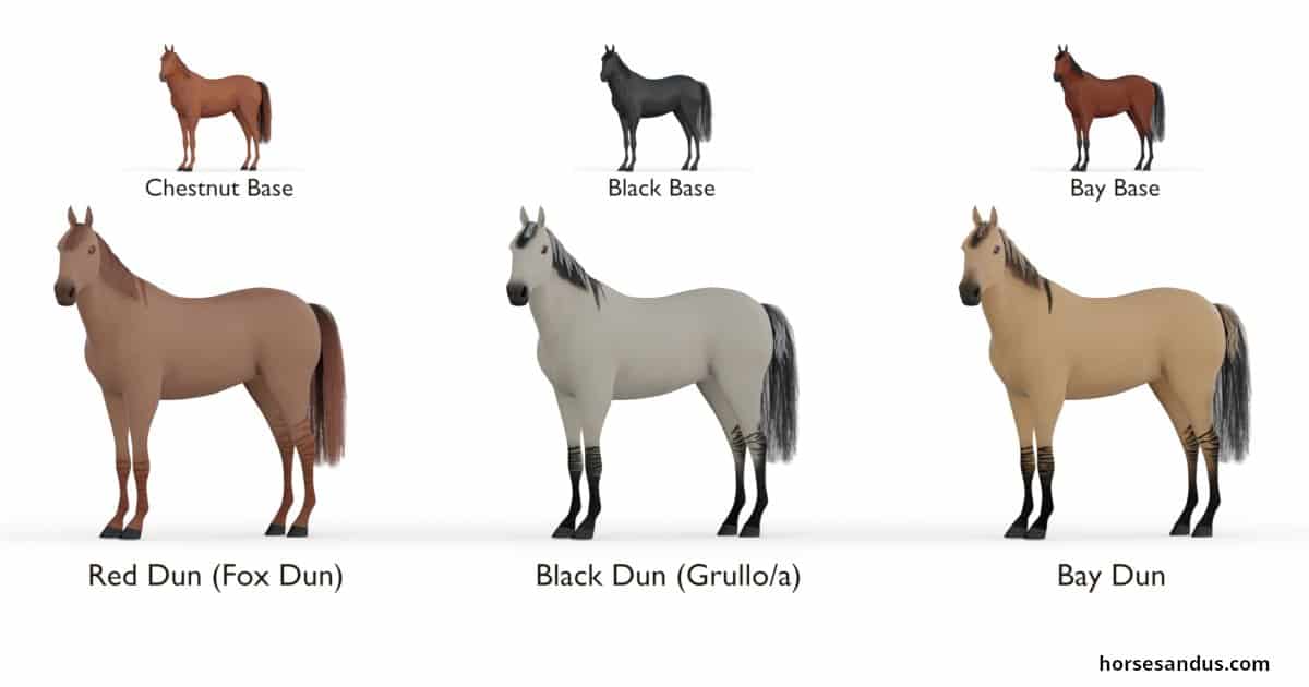 Dun horse colour variants