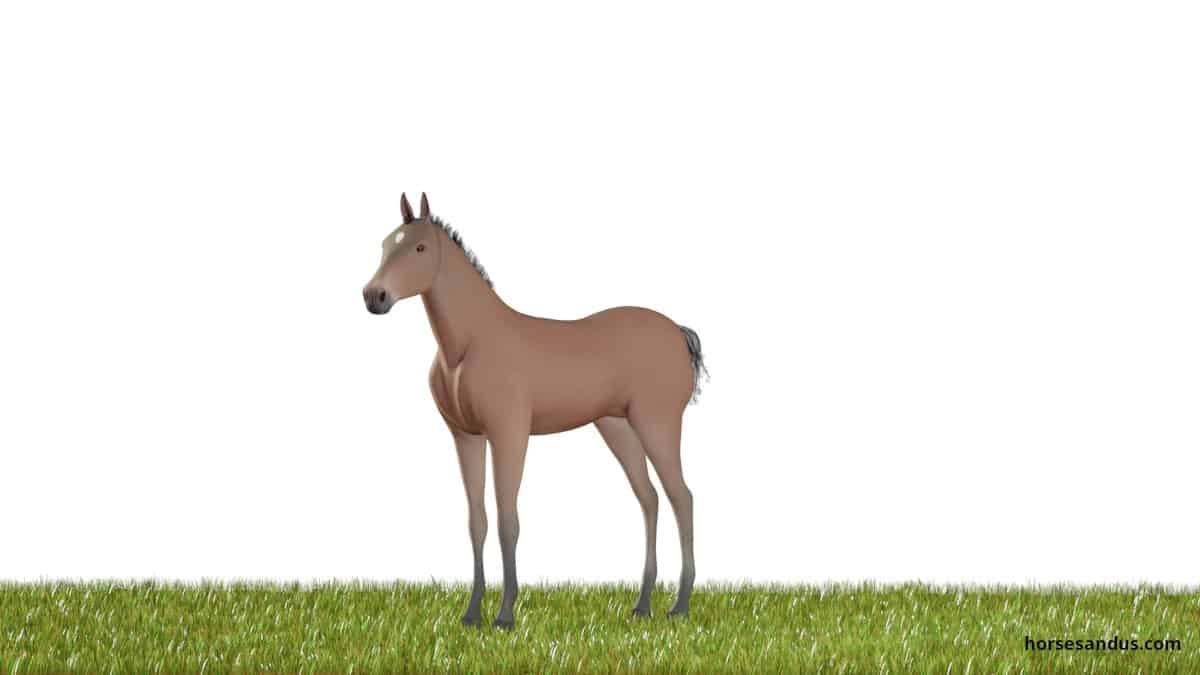 Horse life cycle - Weanling Foal