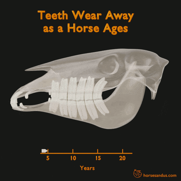 Horse anatomy - Hypsodont teeth wear away as a horse ages.