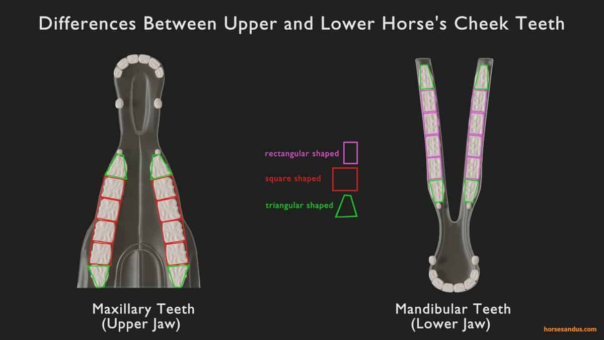 horse teeth anatomy - differences in upper and lower horse cheek teeth