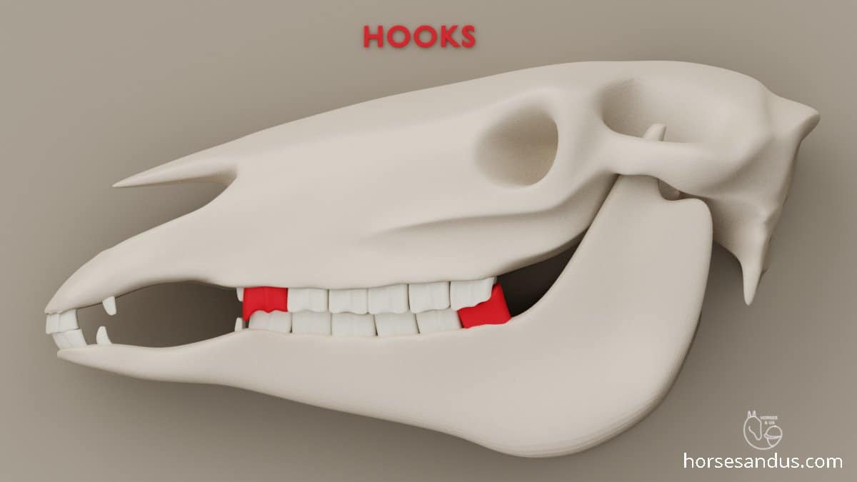 horse teeth hooks - abnormal wear of cheek teeth