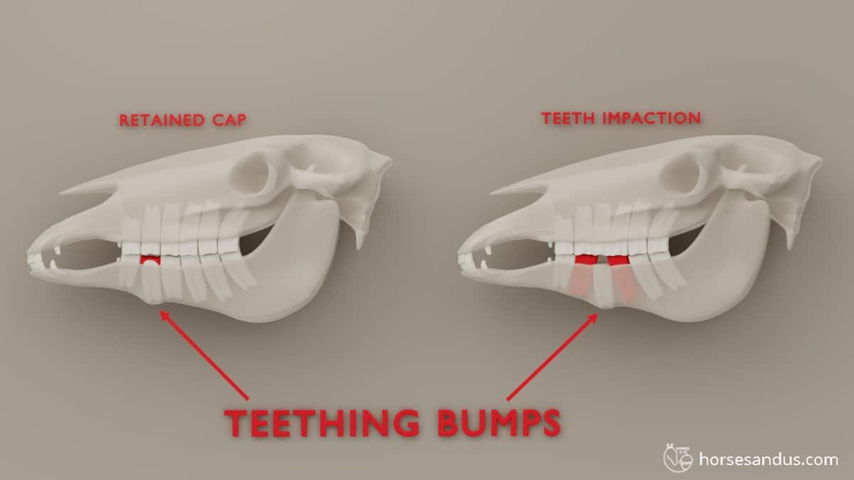 horse teeth problems. Teething bumps