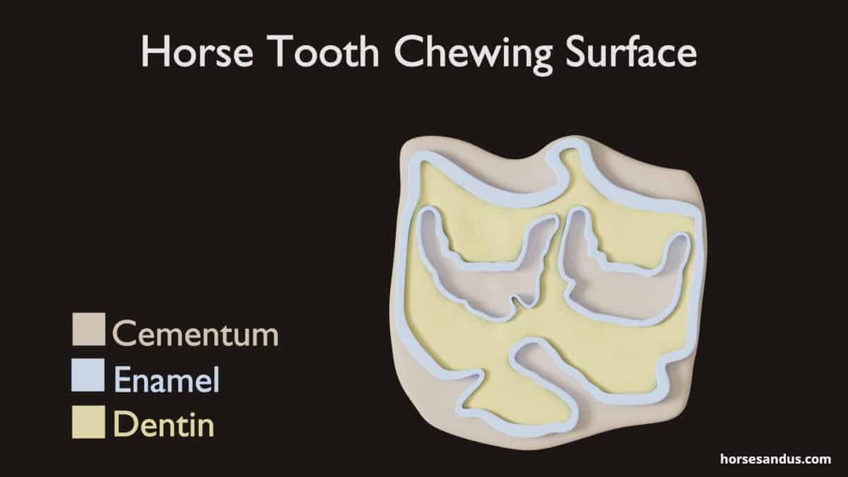 Horse teeth chewing surface - Cementum, Enamel and Dentin