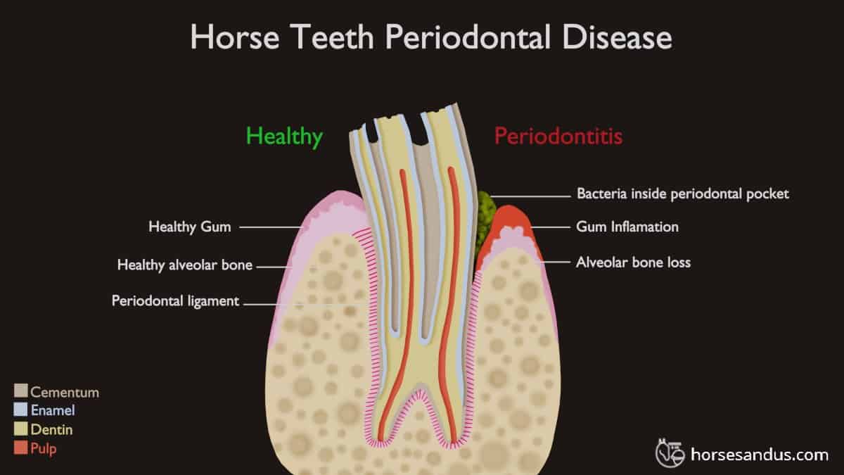 Equine tooth periodontal disease: healthy versus periodontitis