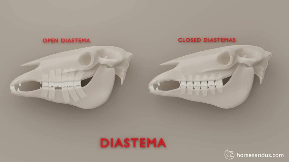 Horse teeth diastema: Open diastema and closed diastema