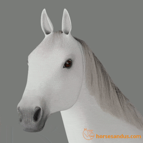 horse ears rotate animation gif