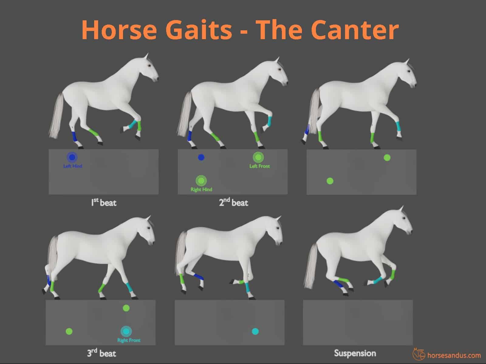 Horse gaits - the canter cycle - diagram