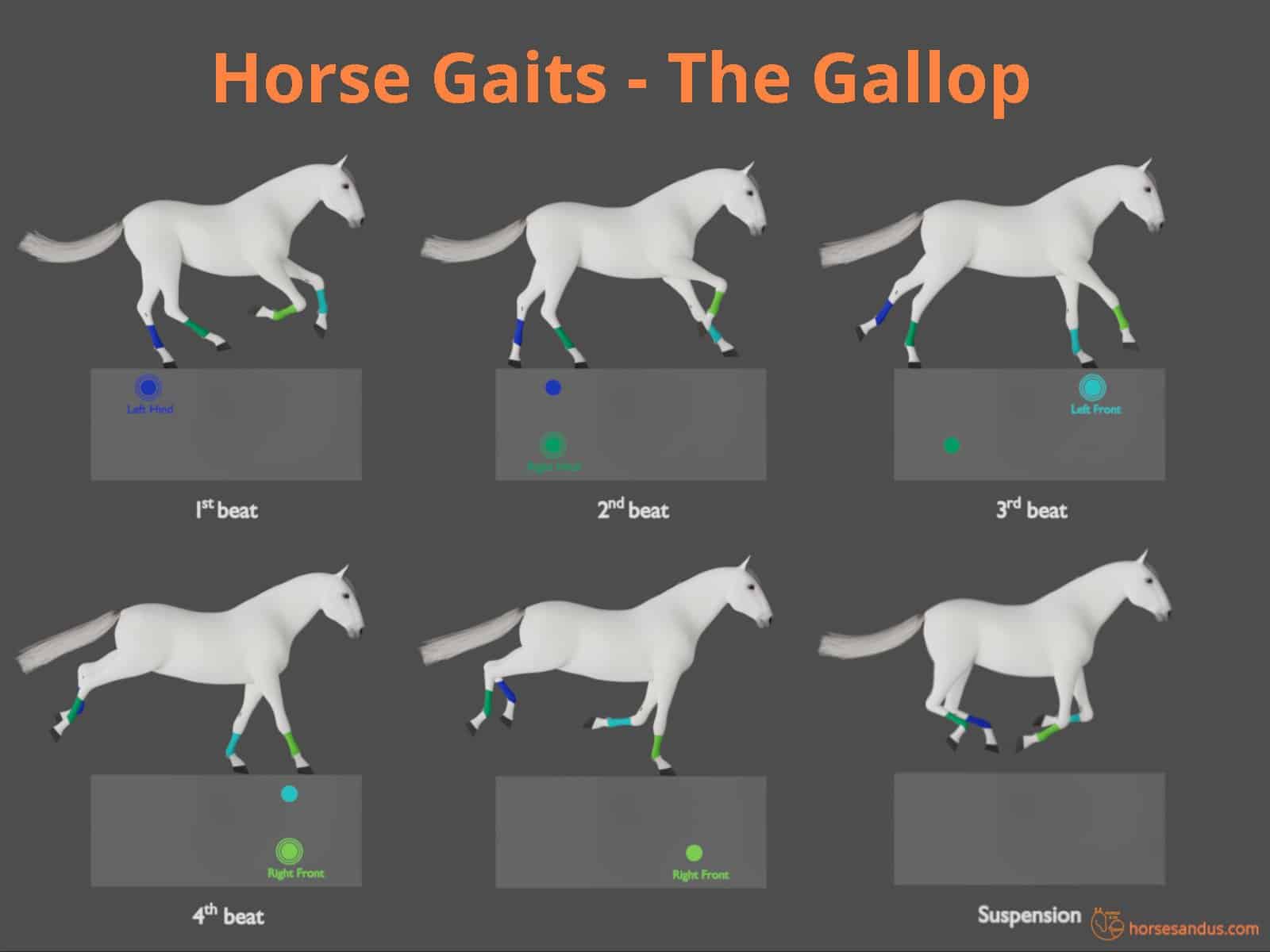 Horse gaits - the gallop cycle - diagram