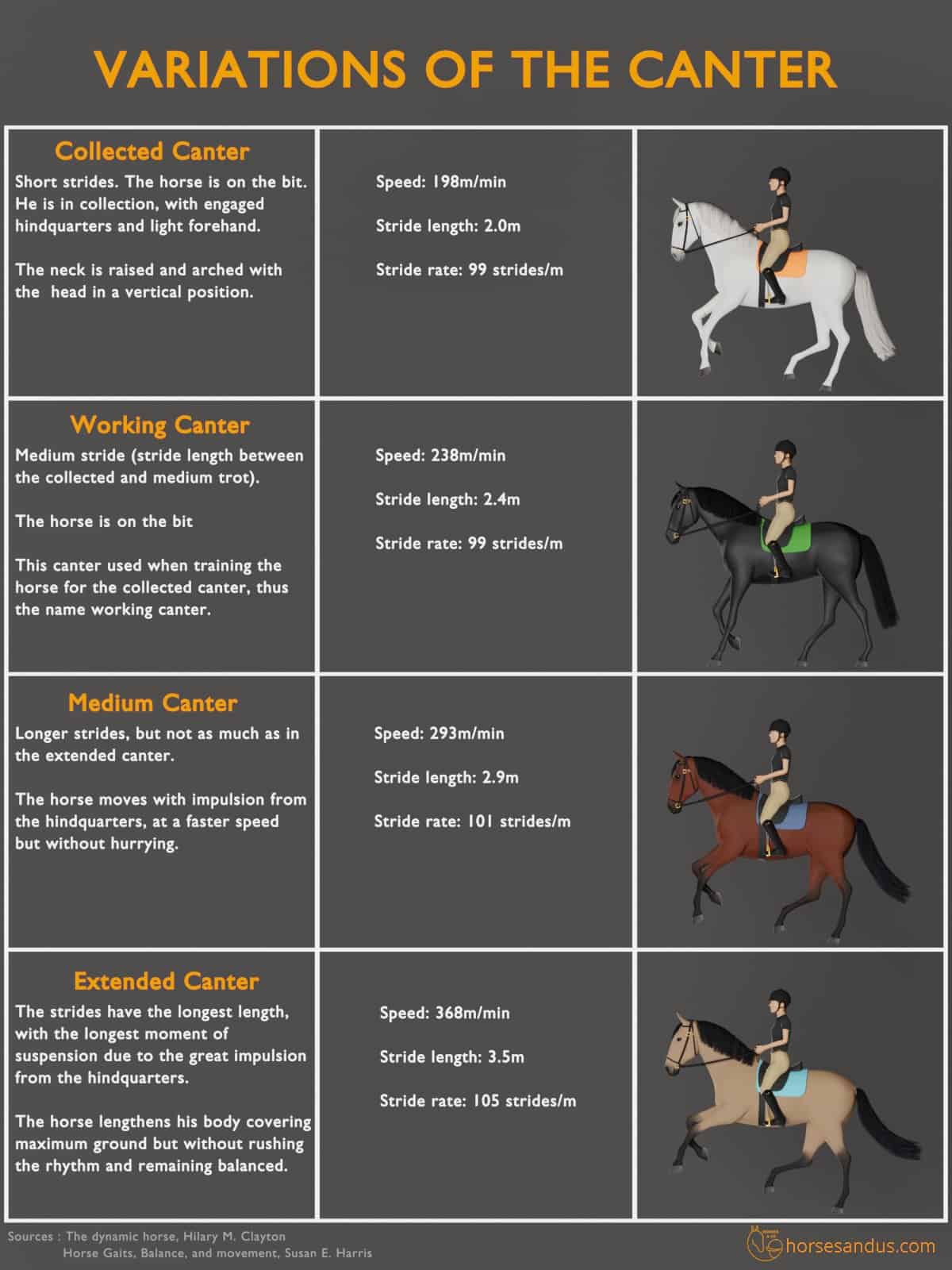 Variations of the horse´s Canter - infographics: Collected canter, Working canter, Medium Canter, Extended Canter