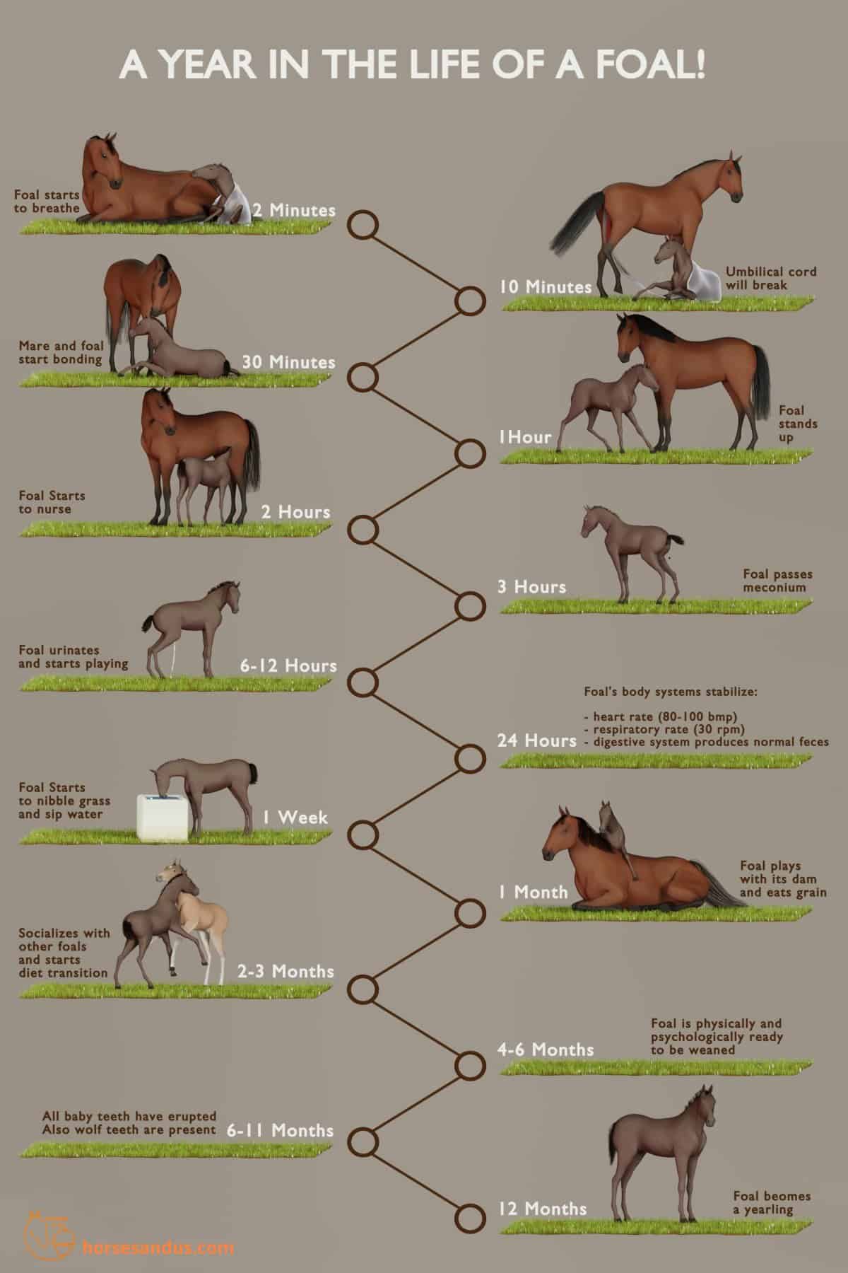 First year of a foal´s life