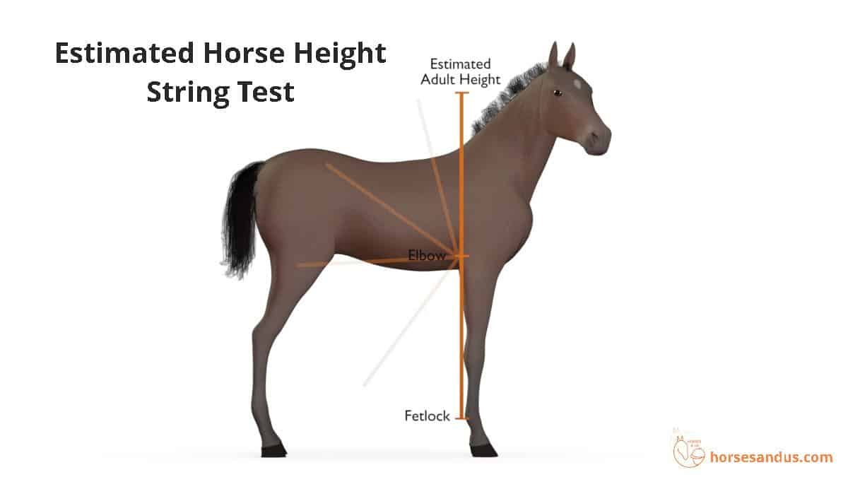 Estimated horse height - string test