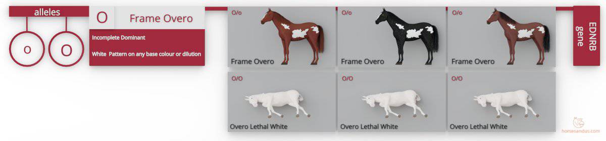 Frame Overo gene