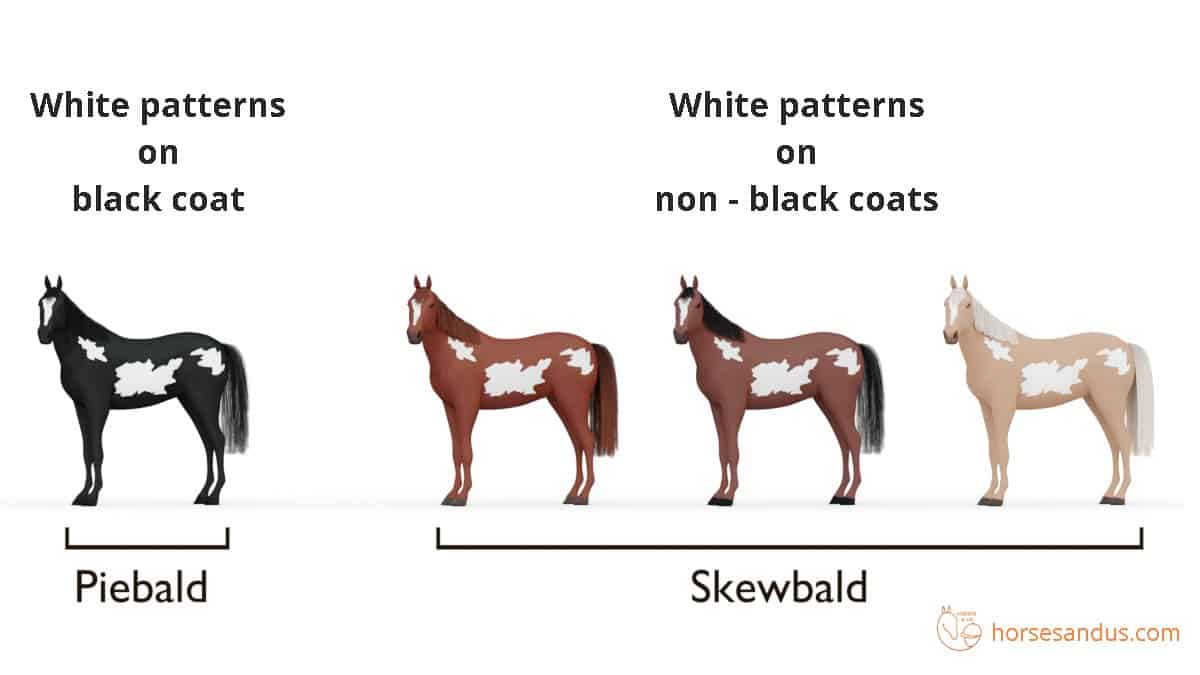 Horse white patterns - Piebald vs Skewbald