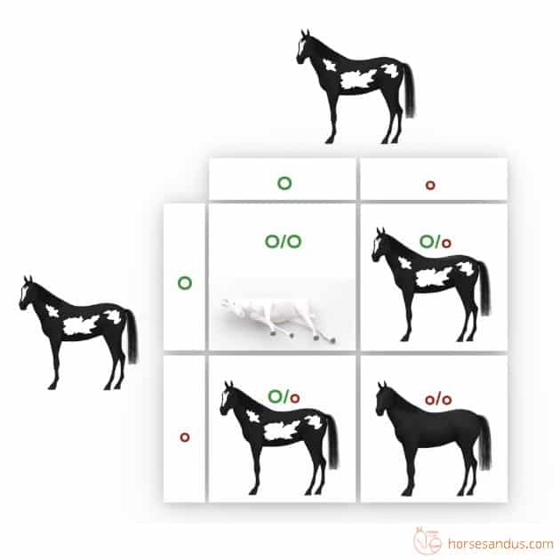 Frame Overo punnett chart (Overo Lethal White Syndrome)