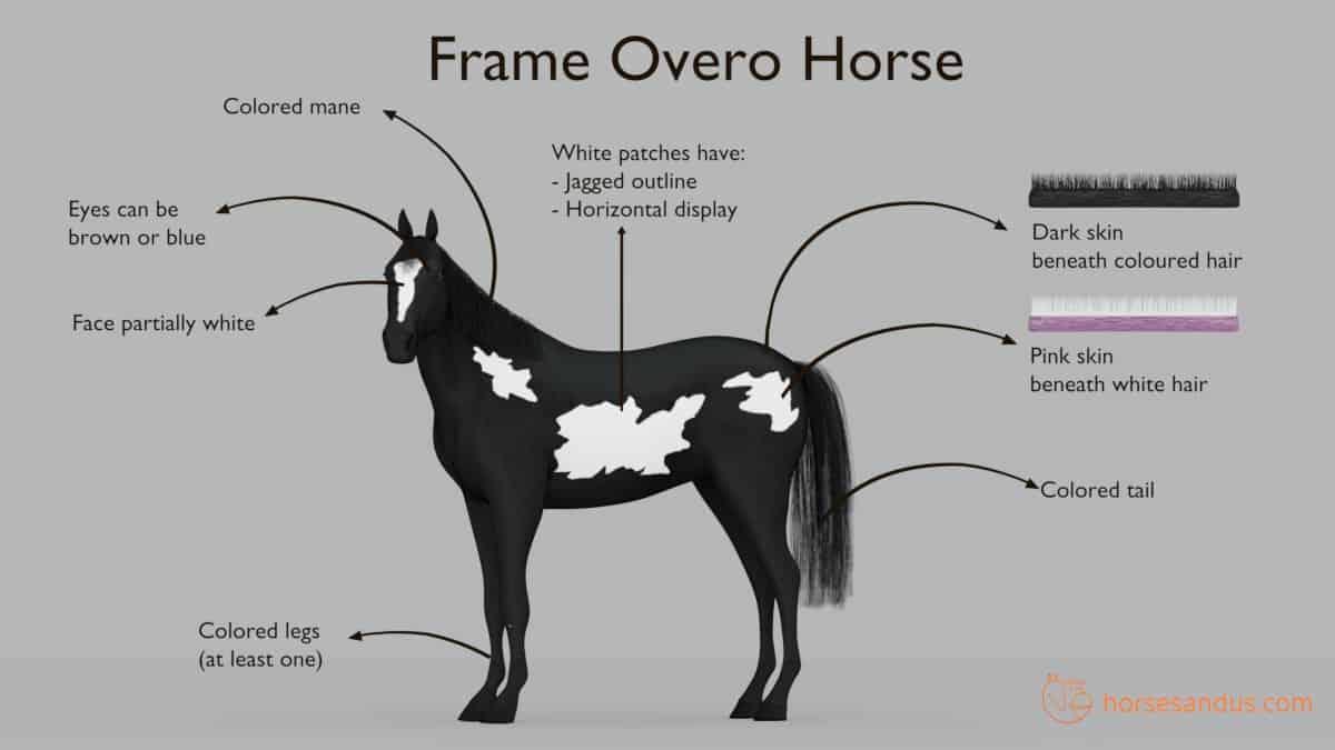 Characteristics of a Frame Overo Horse