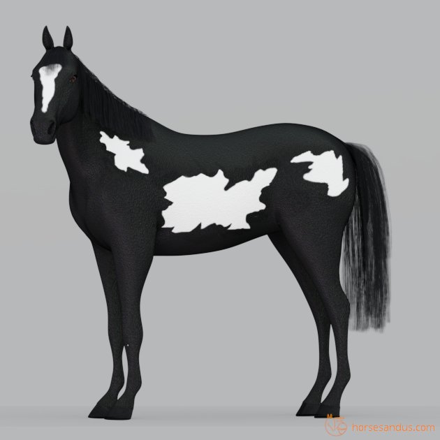 Heterozygous Frame Overo horse