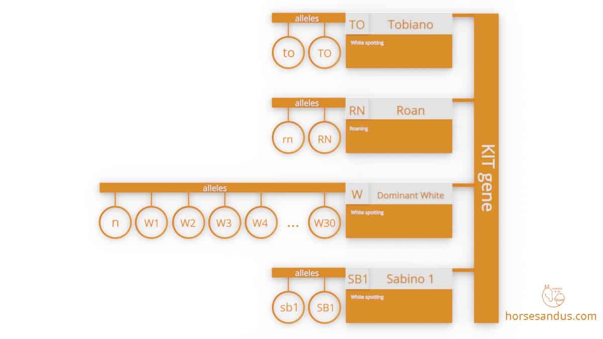 different white patterns created by horse KIT gene