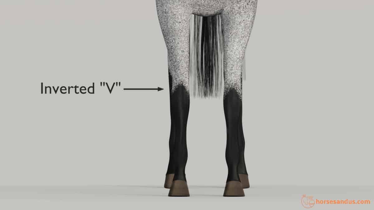 Inverted "V" pattern on roan horse legs