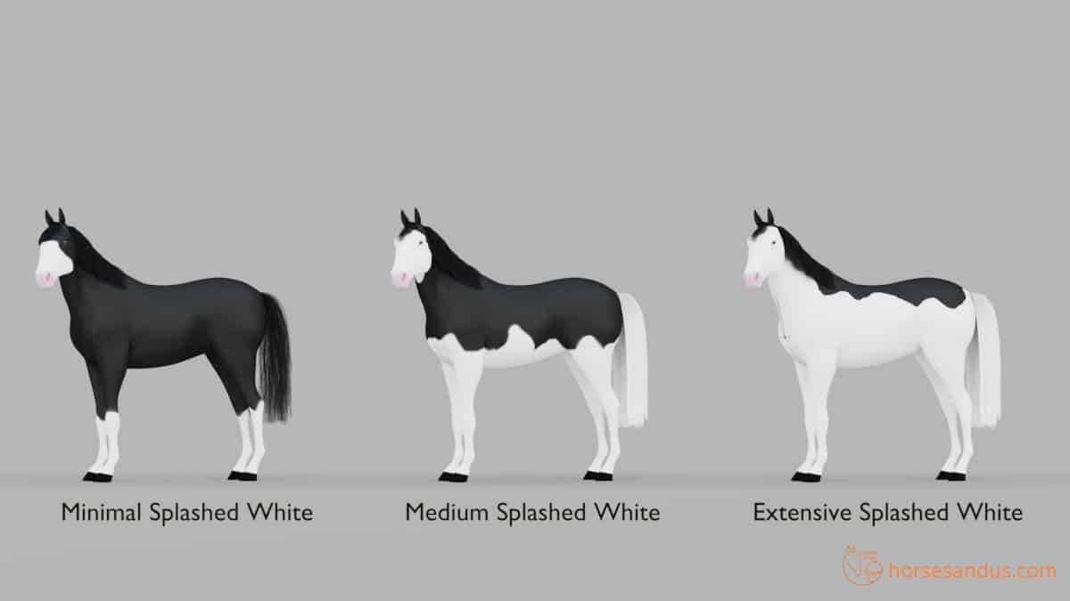 Horse white pattern. minimal splashed white, medium splashed white, extensive splashed white