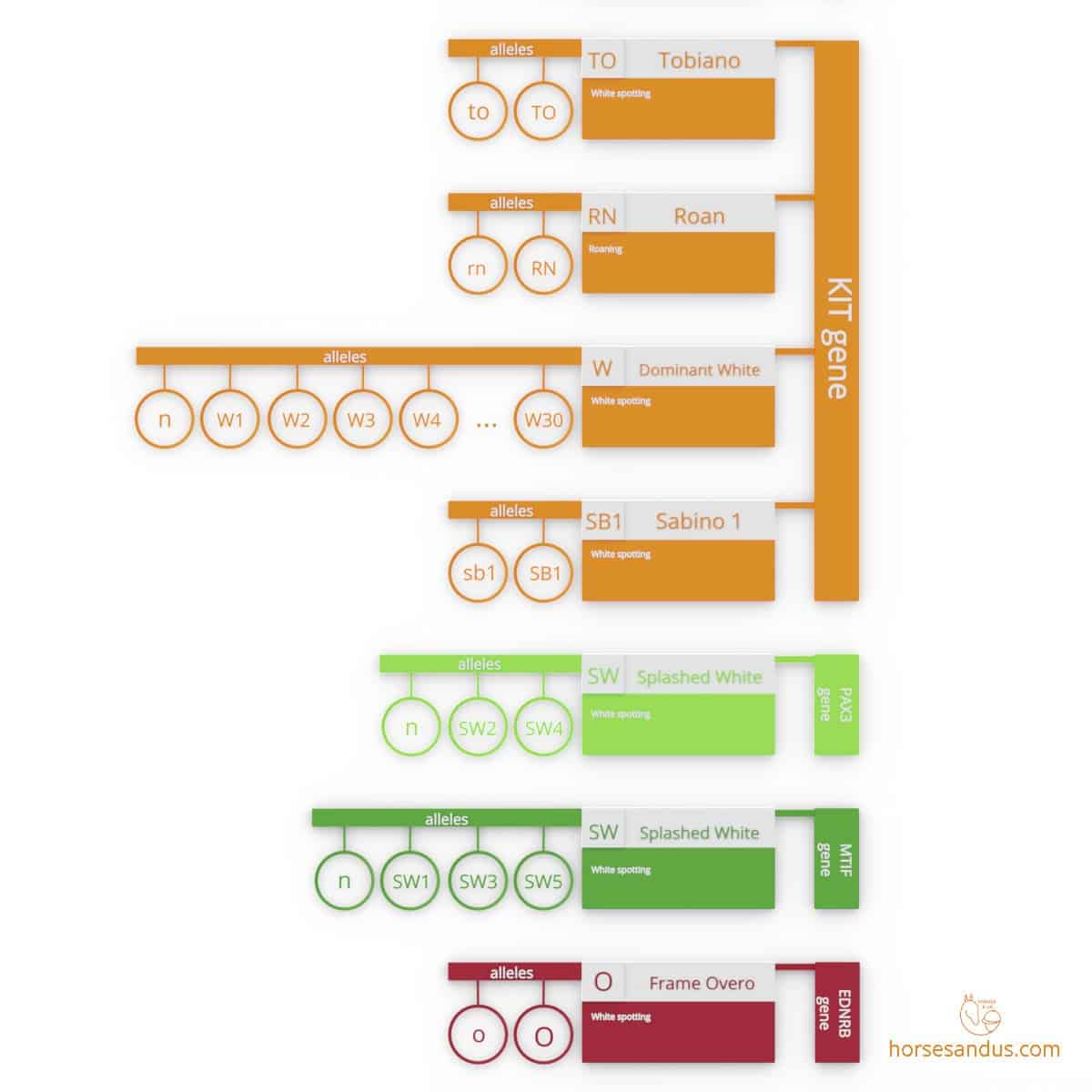 horse white pattern genes