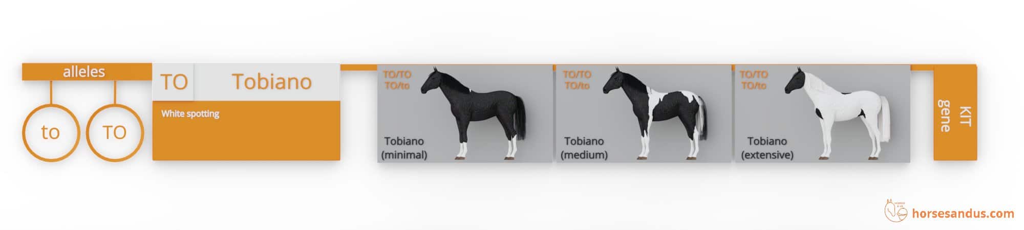 Horse Tobiano genes (TO, to)