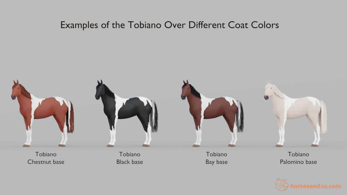 Horse Tobiano Spotting Over different coat colors