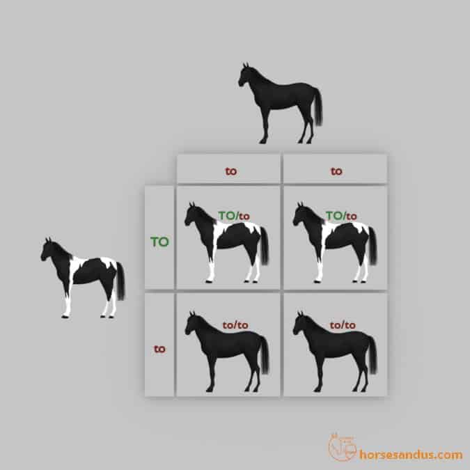 Horse Tobiano Punnett square (TO/to x to/to