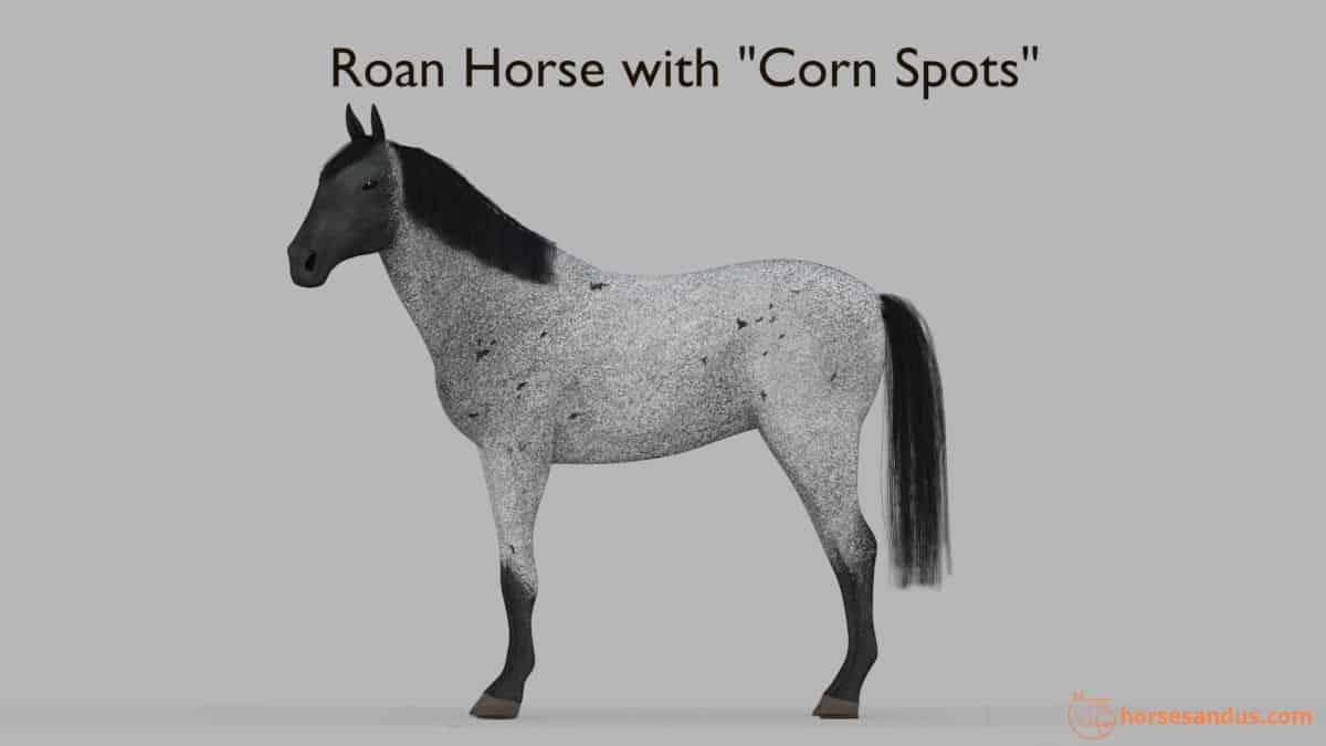Roan Horse with "Corn Spots"