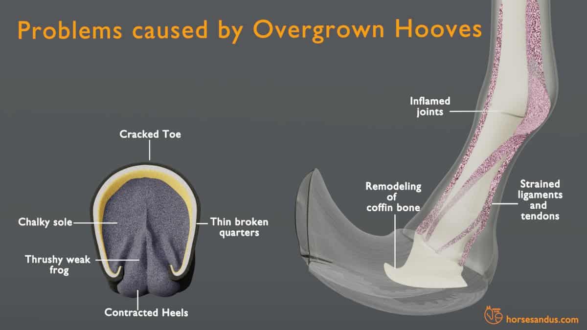 problems caused by overgrown horse hooves