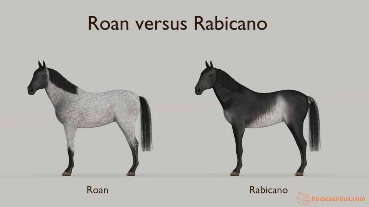 Roan Horse versus Rabicano horse