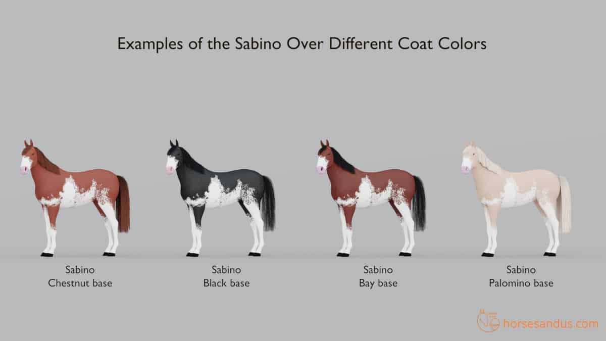 Sabino horse white pattern over different coat colors