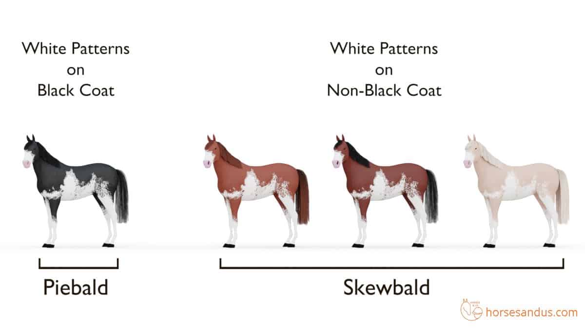 Horse Sabino pattern: Piebald and Skewbald