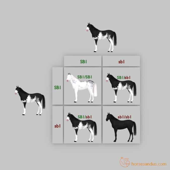 sabino horse offspring punnett square 3