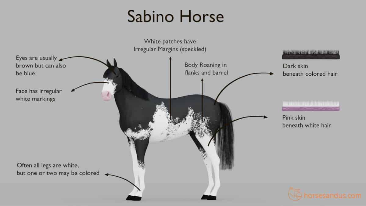 Characteristics of horse sabino pattern